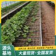 Variety: Strawberry potted seedlings with large and sweet fruit. Wholesale of seedlings in the market can be planted in engineering. Lufeng