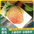 Jingxiang Strawberry Seedlings Picking in Greenhouse, Strength Base, Watering, Sterilization, Lufeng Horticulture