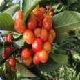 1 to 5 brilliant cherry seedlings with a height of one meter bear early and yield new seedlings with high yield