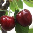 Selling Dwarf Cherry Seedlings, Meizao Big Cherry Trees, Various Varieties, New and Middle Seedlings