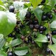 Wholesale survival rate of plum seedlings directly supplied by the base is high, and various specifications are troublesome to guide planting