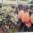 Wholesale planting of Jiefangzhong loquat seedlings in the production area, with low and controllable cost, can be planted in barren mountains and farmland