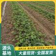 Spring Fragrant Strawberry Seedling Picking in Greenhouse with Strength Base, Pot and Soil, Lufeng Horticulture