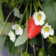 Strawberry artificial seedlings, flesh, sweet fruit, slender and fragrant stem, capillary roots, thick and developed, suitable for potted cultivation