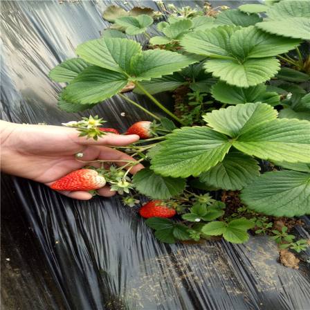 Strawberry artificial seedlings, flesh, sweet fruit, slender and fragrant stem, capillary roots, thick and developed, suitable for potted cultivation