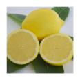 Wholesale of Youlike Lemon Seedlings perfume Lemon Seedlings Four Seasons Potted Lemon Seedlings