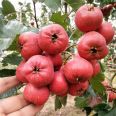 0.8cm thick grafted hawthorn seedlings, high-quality fruit seedlings grow quickly and well, new and medium-sized seedlings