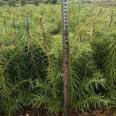 More than ten years of experience in seedling cultivation under the full process technical guidance of direct supply of 3cm metasequoia by farmers