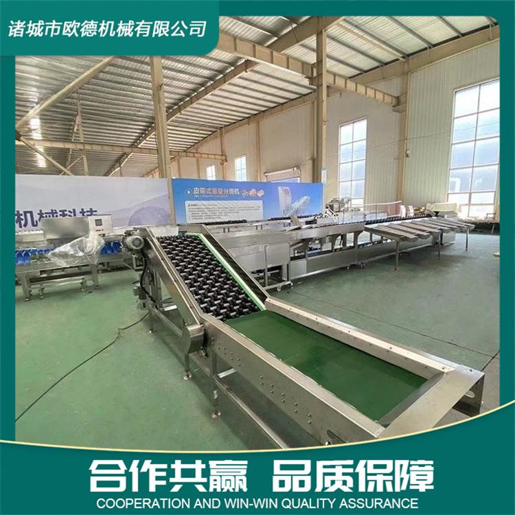 Fruit Sorter Apple Orange Orange Lemon Sorting Equipment Saint Mary Fruit Sorter Manufacturer