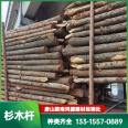 Cunninghamia lanceolata pile has strong corrosion resistance, stable material, good adaptability, sturdiness, and durability. The fixed pole of the tree is made of Hongyuan Building Materials