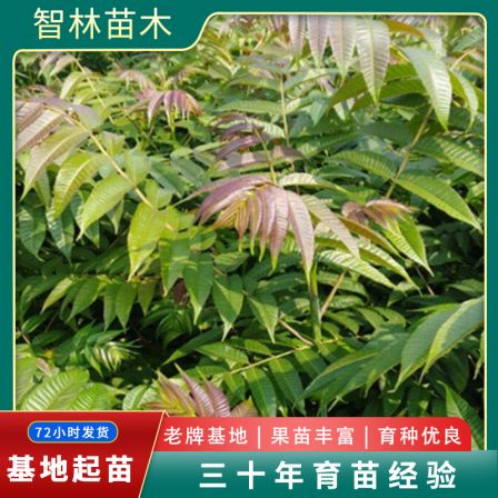 Fresh Chinese toon seedlings need to be rooted and sturdy. Intelligent forest seedlings planting base has a high survival rate and fast shipping speed