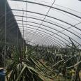 Simple greenhouses for planting blueberries, Pitaya greenhouses, large scale construction, firm structure