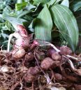 Planting Chinese toon seedlings in greenhouses requires selecting conditions that meet the requirements of a thick stem diameter, a dome, and a well-developed virus free root system