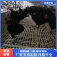 Easy installation and disassembly of chicken, duck, and goose manure leakage plates, plastic manure leakage net pads for chicken, duck, goose, and poultry