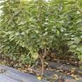 Potted cherry trees planted in the ground, Russian cherry seedlings, fruit seedlings, new varieties, new Chinese seedlings