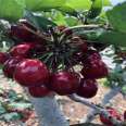 3cm cherry tree, 2cm Loyali cherry seedlings, dwarf new variety, new medium seedlings