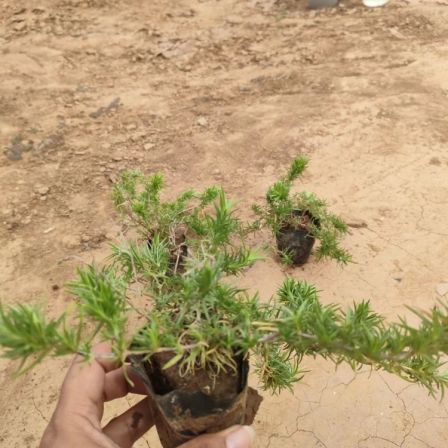 Phlox drummondii seedlings strong environmental adaptability ornamental potted flowers