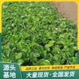 Snow White Strawberry Seedling Orchard Planting Source Manufacturer Watering Sterilization Lufeng Gardening