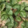 Wholesale of Four Seasons Cream Strawberry Seedlings, Surviving Fruit Seedlings, Fruits and Fruits of the Year, and New Chinese Seedlings