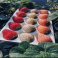 Early fruiting and high yield advantages of cross pollinated varieties of Dasai strawberry seedlings without diseases