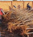 Dwarf Samitot Cherry Seedlings in Wangyun Agricultural Base Spot Lucky Star Fuchen Tamara Survives Well