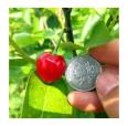 Red Concubine Cherry Seedlings: Southern Sweet Cherry Seedlings Can Be potted and Grown in the Ground. The Seedling Growth Value of Big Cherries in the Current Year