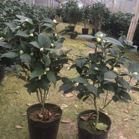 Wholesale of fragrant camellia seedlings and fragrant camellia in a hundred mu planting base