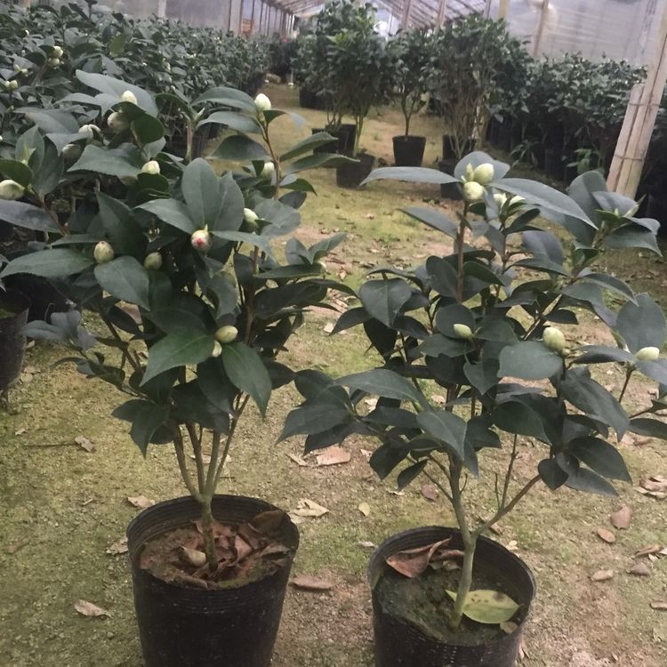 Wholesale of fragrant camellia seedlings and fragrant camellia in a hundred mu planting base