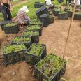 Phlox drummondii seedlings strong environmental adaptability ornamental potted flowers