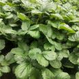 Wholesale of Four Seasons Cream Strawberry Seedlings, Surviving Fruit Seedlings, Fruits and Fruits of the Year, and New Chinese Seedlings