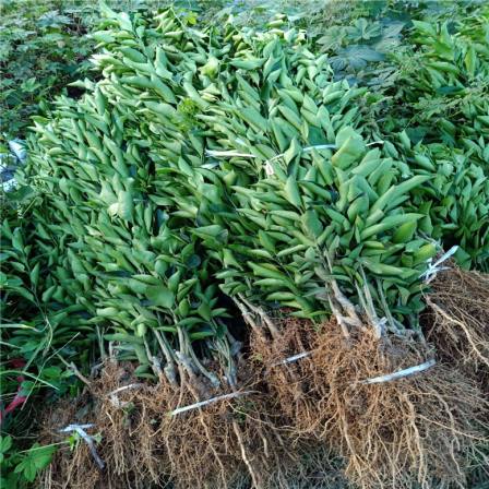 Newhall navel orange seedling orchard with ventilation and light transmission, row spacing planting management, neat and beautiful fruit stems, long shelf life