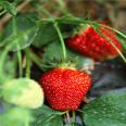 Early fruiting and high yield advantages of cross pollinated varieties of Dasai strawberry seedlings without diseases