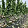 1 to 5 brilliant cherry seedlings with a height of one meter bear early and yield new seedlings with high yield