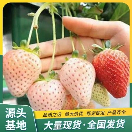 Snow White Strawberry Seedling and Fruit Seedling Base Cultivates and Uses LF817 Lufeng with Developed Roots