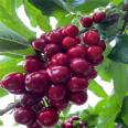 3cm cherry tree, 2cm Loyali cherry seedlings, dwarf new variety, new medium seedlings