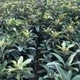 Wholesale planting of Jiefangzhong loquat seedlings in the production area, with low and controllable cost, can be planted in barren mountains and farmland