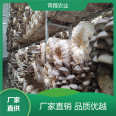 Qingcheng Agricultural New Vegetable Planting Morchella Mushroom Shelter with Oxidation Resistance, Wind Resistance, and Earthquake Resistance