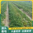 Picking of Red Strawberry Seedlings in Greenhouse Using Source Factory with Pots and Soil for Lufeng Horticulture