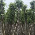 The base provides year-round supply of small leaved banyan mines with green seedlings, and the professional cooperative has excellent quality and price