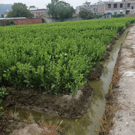 Sichuan Emperor Citrus Seedling Planting Main Production Area Wholesale Emperor Citrus Seedlings Emperor Citrus Seedlings