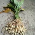 Dig and sell the Blue Heart Ginger Seedling Base now, directly distribute the contracted planting management technology, and the quality is pure and reliable