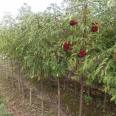 Direct supply of chicken-eye seedlings from the production area, direct distribution of contracted education, planting management technology, and pure and reliable quality