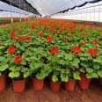 Bedroom balcony ornamental flowers, geranium seedlings, potted multi-color flowers, shipped in pots