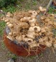 Planting Chinese toon seedlings in greenhouses requires selecting conditions that meet the requirements of a thick stem diameter, a dome, and a well-developed virus free root system