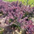 Provide 1 meter crown of purple leaf berberis engineering park community greening Snory seedlings