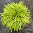 Golden Leaf Box Root Grass, Small Seedlings, Flower and Seedling Base Ships Large Quantity for Long Term Supply