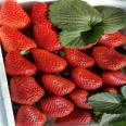 Early fruiting and high yield advantages of cross pollinated varieties of Dasai strawberry seedlings without diseases