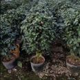 Wholesale of fragrant camellia seedlings and fragrant camellia in a hundred mu planting base