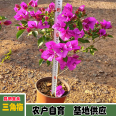 Wholesale of self-produced and self sold potted seedlings of Xinliao Sannong triangular plum varieties and pictures