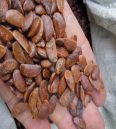 Cherry seeds stored at low temperature to maintain moisture content at 90% germination rate in stock at the base